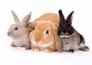 Can a Fence Keep Rabbits Out of My Garden? - Qual Line Fence